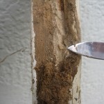 Broken termite tunnel-with shadow