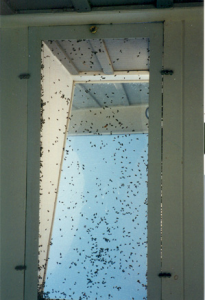 cluster flies on window pestcemetery.com