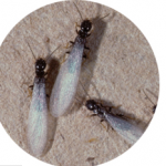 swarmer termites pestcemetery.com