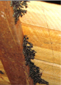 over wintering cluster flies pestcemetery.com