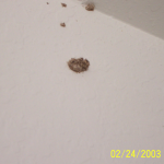 Termite exit holes pestcemetery.com