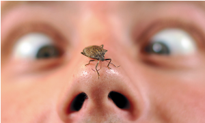 stink bug on nose https://pestcemetery.com/