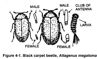 Black carpet beetle https://pestcemetery.com/