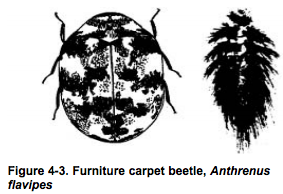 furniture carpet beetle https://pestcemetery.com/