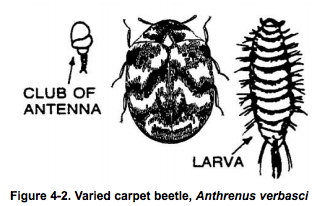 varied carpet beetle https://pestcemetery.com/