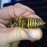 Female Cicada