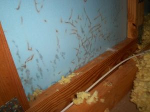 termites tunneling inside foam board insulation-in the attic