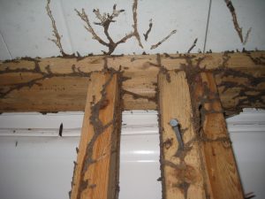 tunneling termites https://pestcemetery.com/