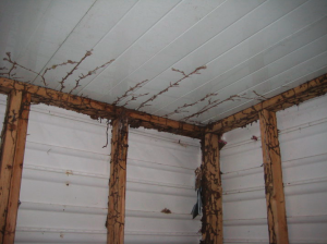 All metal & vinyl siding shed. Well except for the studs ;)  The termites attacked those and tunnels go out in every direction looking for more food.