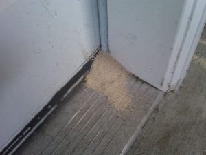 Drywood termites in a door.  The client thought the 'insulation' was falling out every time she opened it.