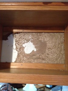 Termites in upper kitchen cabinet above island. Not a foundation wall & not connected to ceiling. You can see the living room just under cabinet. Magic?