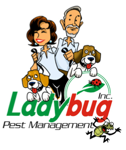 Ladybug pest management https://pestcemetery.com/