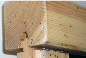 Photo 2:  Upon thorough inspection and dismantling of the crib numerous fecal stains, bed bugs and eggs were found on the crib frame as seen here.