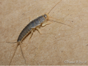 Pest Cemetery | Finally a place for pests to rest